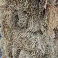 پرس جو کولش ۳۰عدد دامنجان