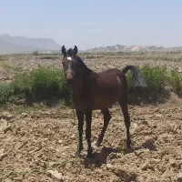 فروش اسب نریان