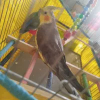 طوطی عروس و برزیلی|پرنده|محمدشهر, شهرک پیام (مهرالبرز)|دیوار