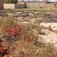 زمین باغ شهری|فروش زمین و ملک کلنگی|کوار, |دیوار