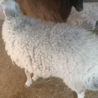 فروش یک راس بره نر و یک راس ماده|حیوانات مزرعه|رامند, |دیوار