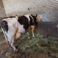 گاوشیری