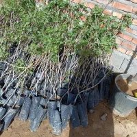 مستقیم و بدون واسطه بخرید|گل و گیاه طبیعی|تکاب, |دیوار