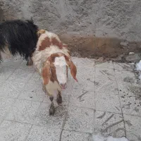 بز‌جوان‌‌مغانی