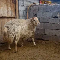 قوچ مغانی.|حیوانات مزرعه|مشگین شهر, |دیوار