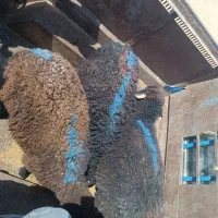 ۳راس کاور دو دندان