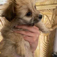 سگ پامر|سگ|کرمان, |دیوار