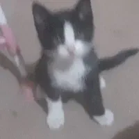 حمایت از بچه گربهای دوماهه به صورت رایگان|گربه|شهریار, شهریار|دیوار