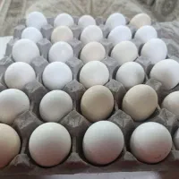 تخم مرغ گلین نطفه دار|حیوانات مزرعه|قم, آزادگان|دیوار