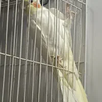 عروس هلندی|پرنده|مشهد, حجت|دیوار