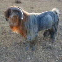 بعده تخمی وداشتی