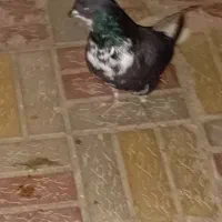 کبوتر گمشده|حیوانات|سراب, |دیوار