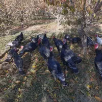 بوقلمون محلی|حیوانات مزرعه|نالوس, |دیوار