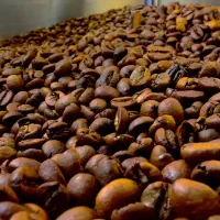 عرضه دان قهوه عربیکا،روبوستا و اسپشیالتی باتضمین