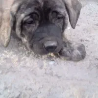 سگ عراقی نژاد دار|سگ|اردبیل, |دیوار