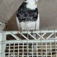 طوقی و اشعل سیاه|پرنده|شوشتر, |دیوار