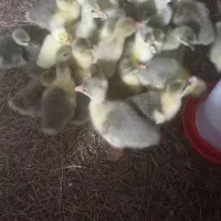 جوجه غاز و جوجه اردک محلی  در فومن بفروش میرسد