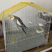 فروش عروس هلندی|پرنده|نقده, |دیوار