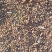 کود دامی|گل و گیاه طبیعی|انگوت, |دیوار