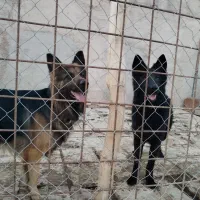 سگ ژرمن قشنگ|سگ|بجنورد, |دیوار