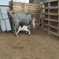 دو عدد بزکهره دار،کهره پاکستانی|حیوانات مزرعه|جهرم, |دیوار