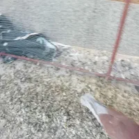 ۳۵۰هزار تومان نر کاکولی سرخ|پرنده|هرند, |دیوار