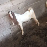 کهرنر گلابی دو عدد