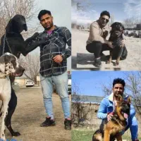 چاوچاو آلابای فروشی قفقازی درجه یک|سگ|کرج, فاز ۱ مهرشهر|دیوار