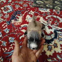 سگ شیتزو|سگ|تربت جام, والفجر|دیوار