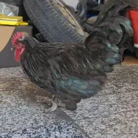 خروس سیاه