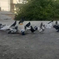 فروش یک بوم کبوتر|پرنده|گلپایگان, |دیوار