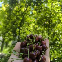 آلبالو و گیلانار زنوز درجه یک