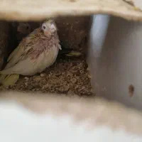 جوجه عروس هلندی سرلاکی