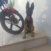 سگ مالینیوز اصیل
