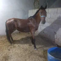 مادیون بی داغ نزدیک به زایمان