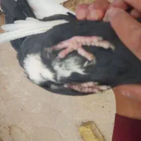 کفتر نرماده پلنگ