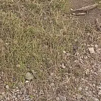 معاوضه اردک نما جوان با مرغ و خروس