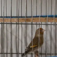 دوعددسهره قناری نرفروشی