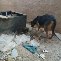 عنوان آگهی سگ ژرمن فروشی