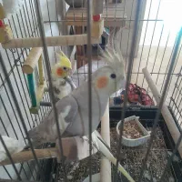 یک جفت عروس هلندی تازه جفت شدن بدون قفس