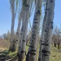 خرید درخت خریدار .چوب در باغات شما|خدمات باغبانی و درختکاری|مرند, |دیوار