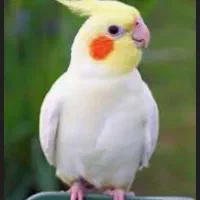 جفت عروس مولد