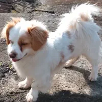 سگ واگذاری|سگ|تالش, هشتپر|دیوار