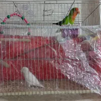 طوطی برزیلی