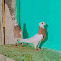 طوقی شیش دانگ و کلکسیونی|پرنده|مشهد, شهید احمدی روشن|دیوار