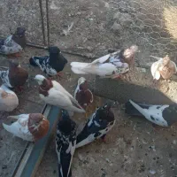 ۴۰ عدد کبوتر طوقی کاکلی|پرنده|عجب شیر, |دیوار