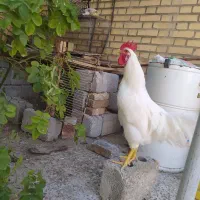 خروس سفید
