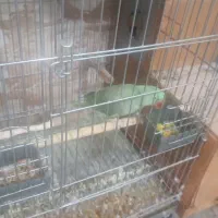 دو جفت شاهطوطی مولد کار داده جوان سالم