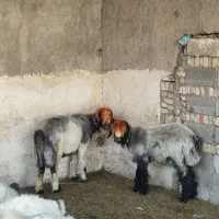 میش. شیشک. کوه ماده بره قوچ