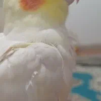 عروس هلندی گمشده